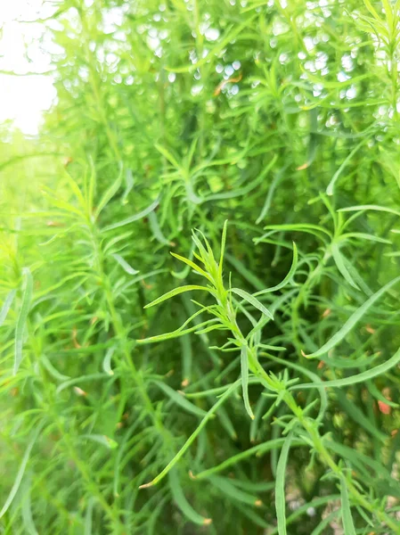 Cochia Planta Verde Macro Filmagem — Fotografia de Stock