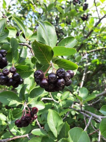 Siyah böğürtlenli dallar