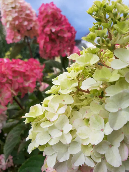 Wunderschöne Hortensien Sträuße Mit Kleinen Blumen — Stockfoto