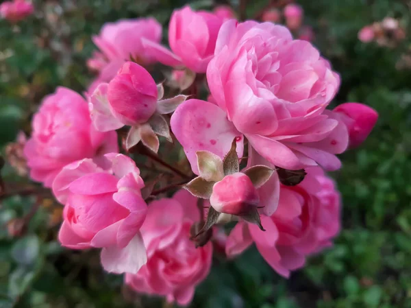 Güzel çiçek. Çalılıklarda pembe güller