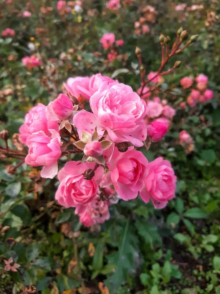 Vacker Blomma Rosa Ros Busken — Stockfoto