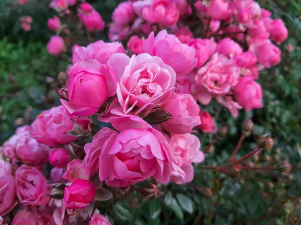 Güzel çiçek. Çalılıklarda pembe güller