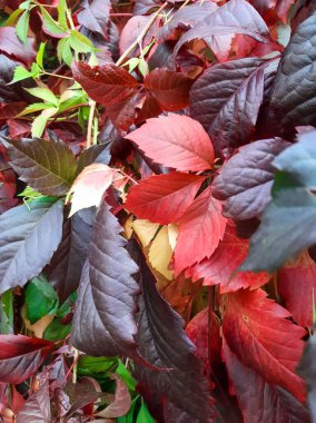 Üzüm yaprakları çok renkli. Sonbahar, Eylül