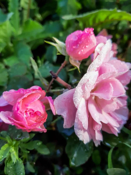 Rosen Nach Dem Regen Tropfen Auf Rosenblätter — Stockfoto