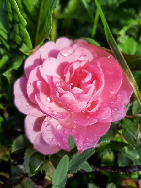 雨の後にバラ バラの花びらに落ちる — ストック写真