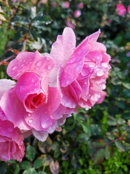 Розы После Дождя Капли Лепестках Роз — стоковое фото