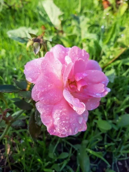 Rosor Efter Regnet Droppar Rosenblad — Stockfoto