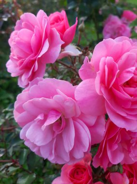 Çalılıklarda pembe güller