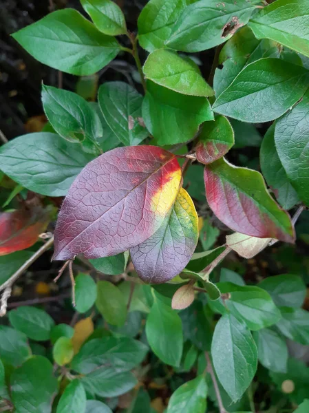 Cotoneaster yaprakları. Sonbahar yaprakları. Renkli yapraklar
