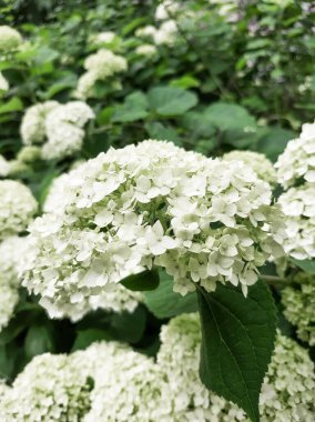 Ortanca. Beyaz küçük çiçek topları.