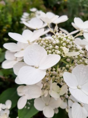 Ortanca. Beyaz küçük çiçek topları.