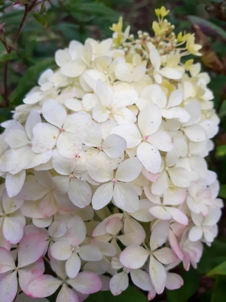 Hortensia Bolas Blancas Flores Pequeñas —  Fotos de Stock