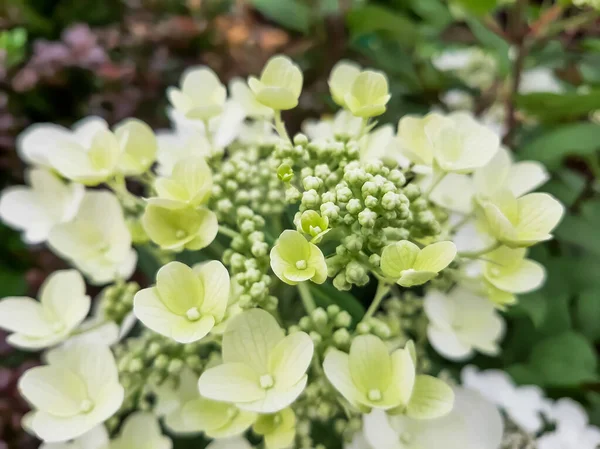 Ortanca. Beyaz küçük çiçek topları.