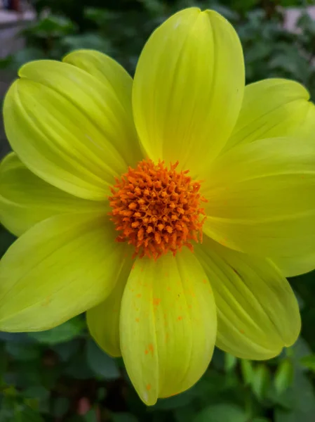 Dahlie Gelbe Blume Aus Nächster Nähe — Stockfoto