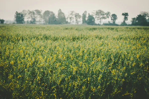 Bauernhof der Crotalaria-Blume — Stockfoto