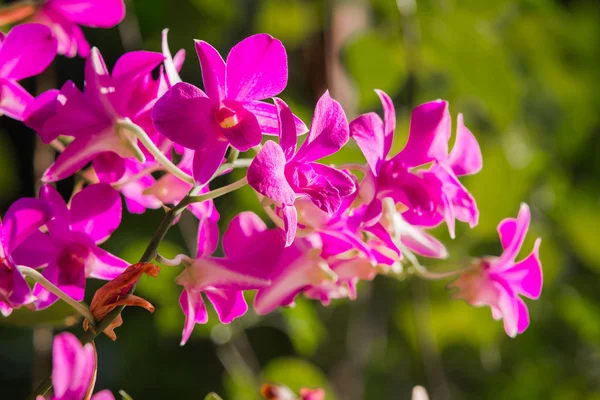 Güneş ışığı altında mor orkideler — Stok fotoğraf