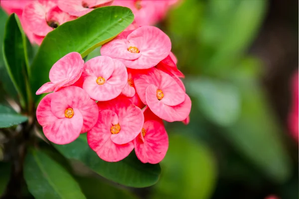 Rosa Euphorbia Milii blomma — Stockfoto