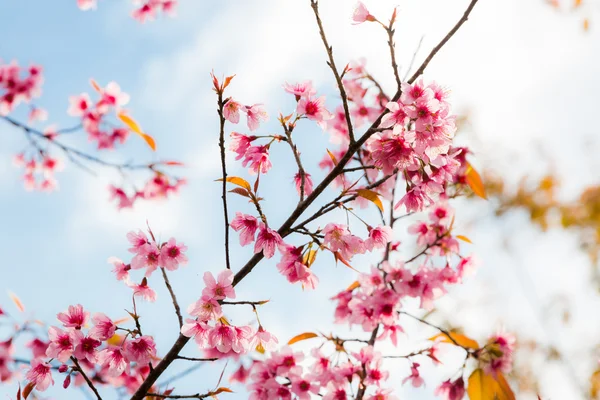 Yabani Himalaya kiraz (Prunus cerasoides) (Sakura Tayland