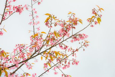 Yabani Himalaya kiraz (Prunus cerasoides) (Sakura Tayland