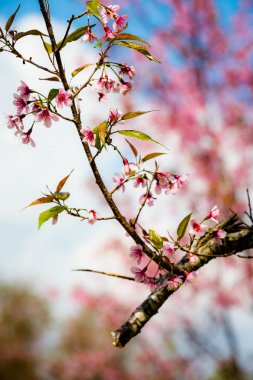Yabani Himalaya kiraz (Prunus cerasoides) (Sakura Tayland