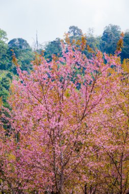 Yabani Himalaya kiraz (Prunus cerasoides) (Sakura Tayland