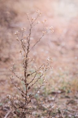 Kuru bitkiler, çayır, yaz