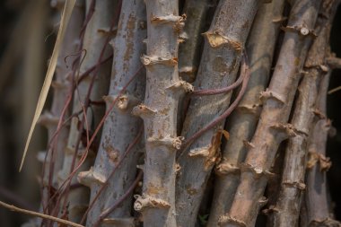 gövde manyok ağacı