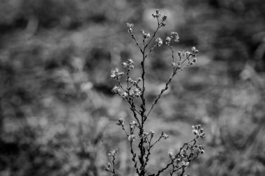 Kuru bitkiler, çayır, yaz