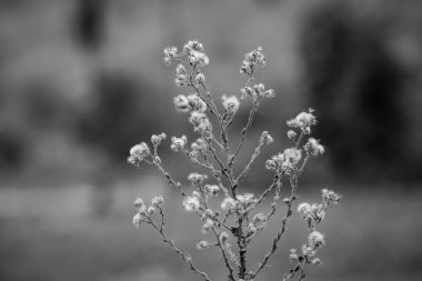 Kuru bitkiler, çayır, yaz