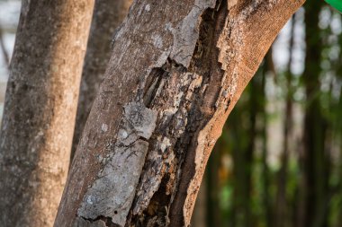 kabuk ağacı ahşap solucan tarafından yemiş.