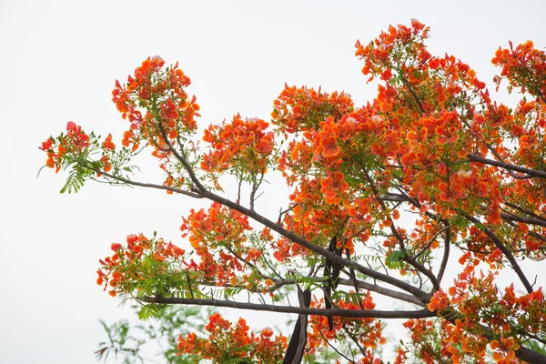 Royal Poinciana, Flamboyant, alev ağacı, böyle — Stok fotoğraf