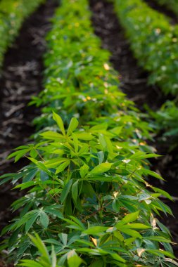 Küçük manyok sabah, Tayland.