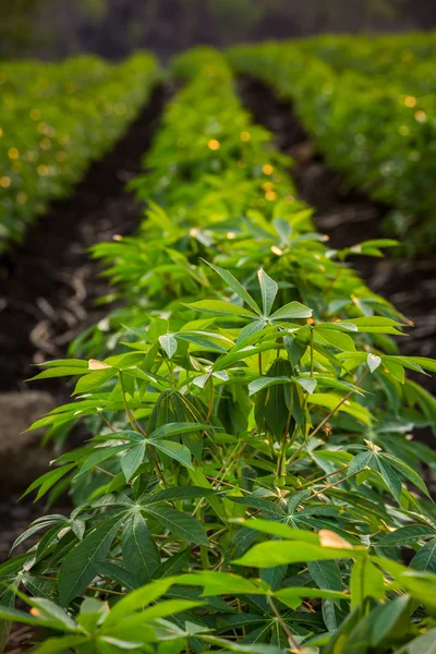 The small cassava in the morning, Thailand . — стоковое фото