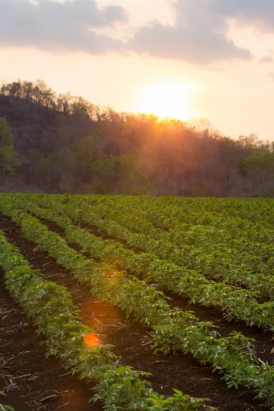 Küçük manyok sabah, Tayland.