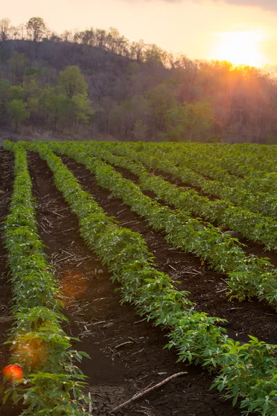 The small cassava in the morning, Thailand . — стоковое фото