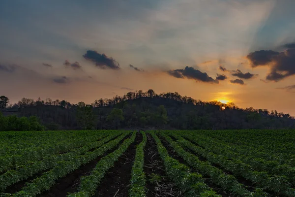 La pequeña yuca en la mañana, Tailandia . — Foto de Stock