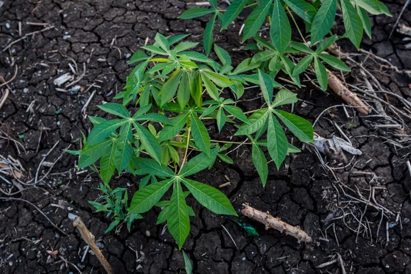 The small cassava in the morning, Thailand . — стоковое фото