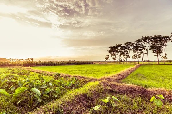 Paddy Green vista sul tramonto Bella Thailandia — Foto Stock