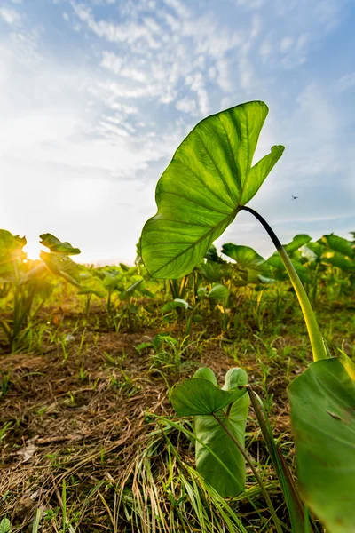 Sunset view in paddy field,behind Taro leaves — Stock Photo, Image