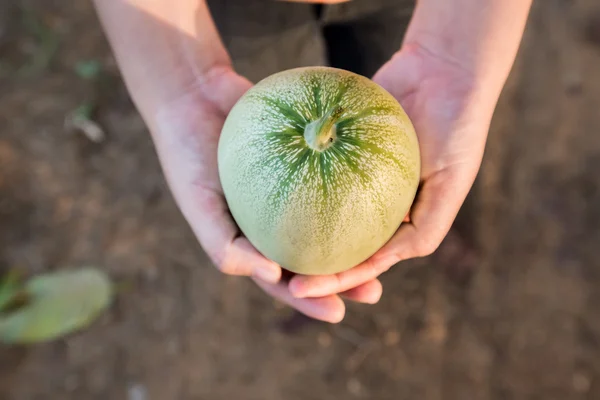 Avant le coucher du soleil femme tenant la récolte dans ses mains, cantaloup — Photo