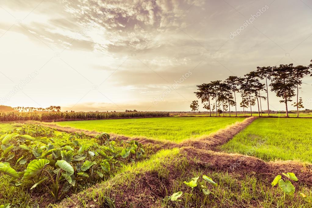 Paddy Green sunset view Beautiful Thailand