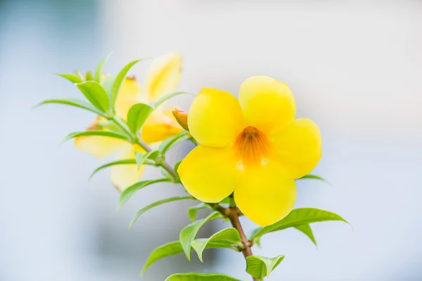 Çiçek, altın trompet asma, sarı çan (Allamanda cathartica) — Stok fotoğraf