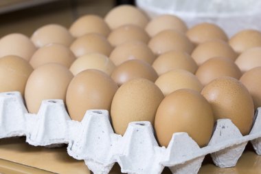 Taze yumurta tam tepsi