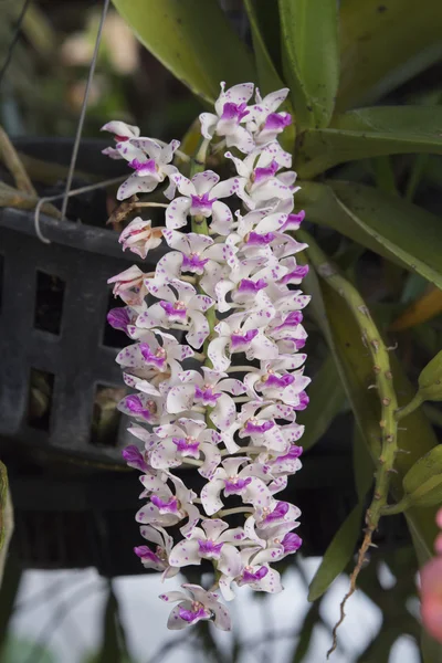 Arter orkidéer (Rhynchostylis) Thailand, tropisk blomma — Stockfoto
