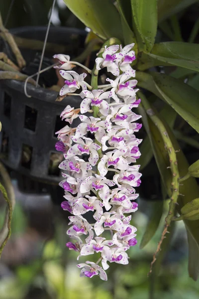 Arter orkidéer (Rhynchostylis) Thailand, tropisk blomma — Stockfoto