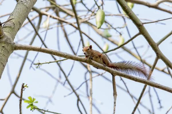 Baumspitzmaus, kleine Säugetiere, die in den Tropenwäldern beheimatet sind — Stockfoto