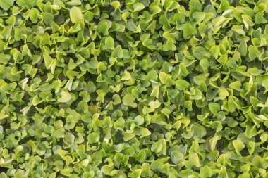 Arka plan güzel sümbül nehire bırakır