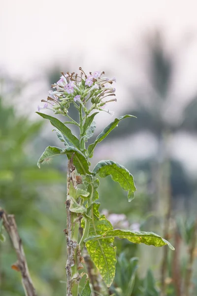 Blommor tobaksfält — Stockfoto