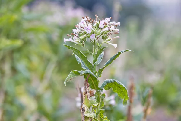 Blommor tobaksfält — Stockfoto