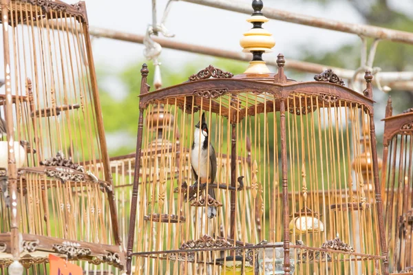 Compétitions sonores de cages à oiseaux à murmure rouge en Thaïlande — Photo